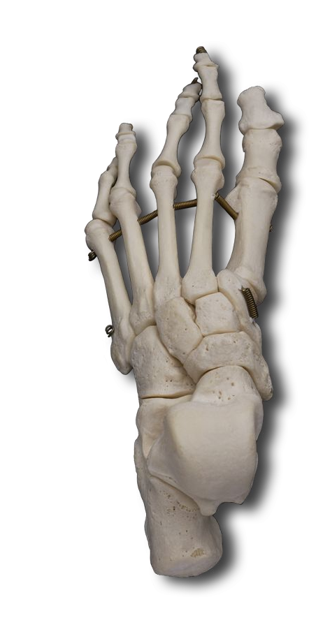 Dorsal