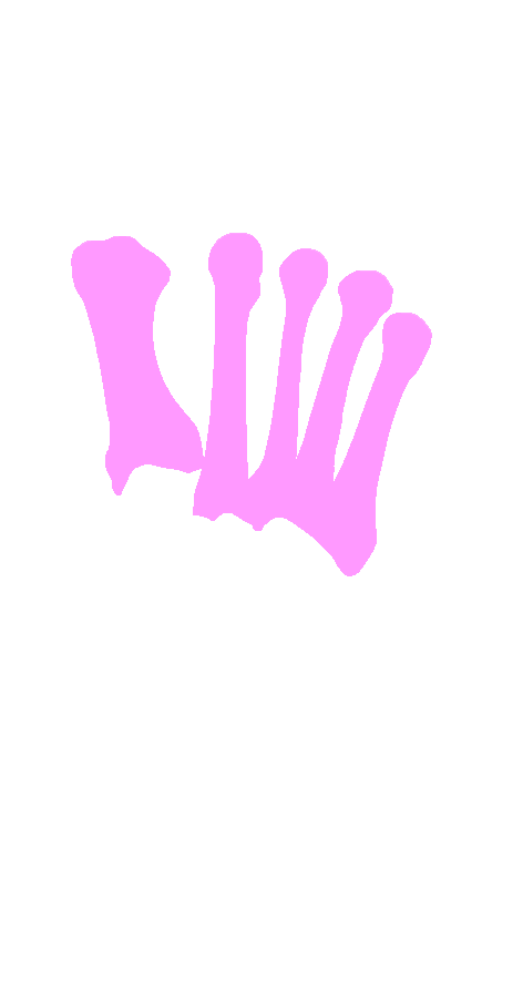 Metatarsals