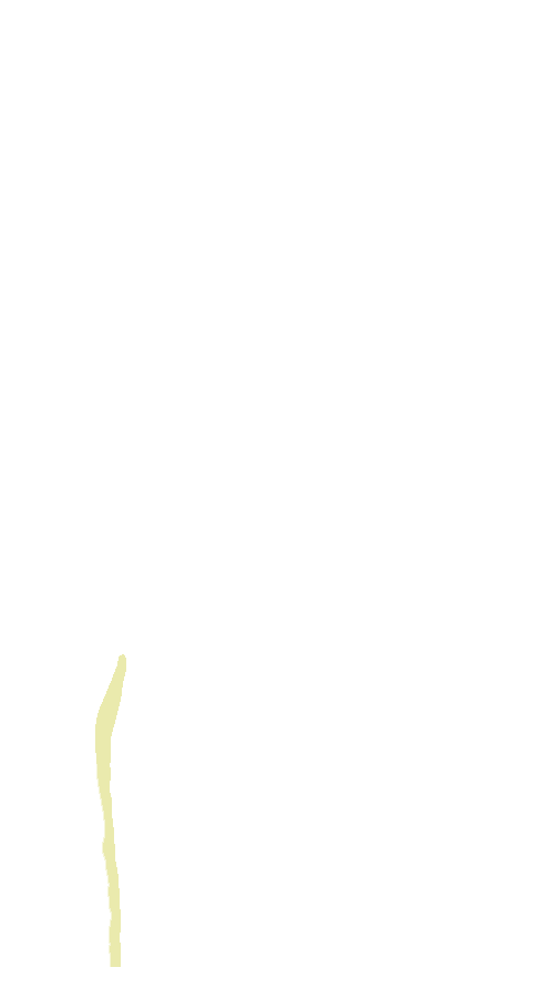 Extensor Digitorum Longus