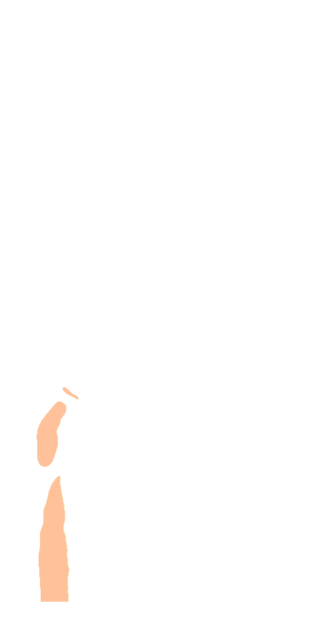 Peroneus Longus