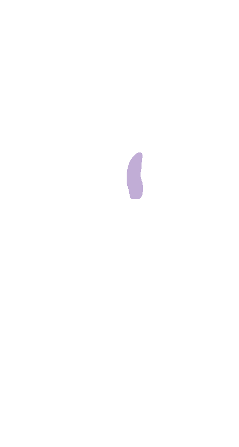 Patellar Ligament