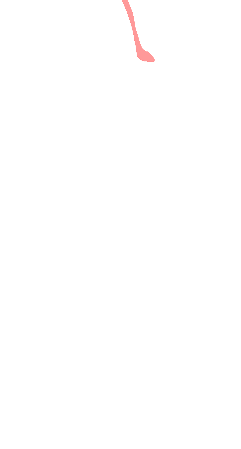 Adductor Magnus