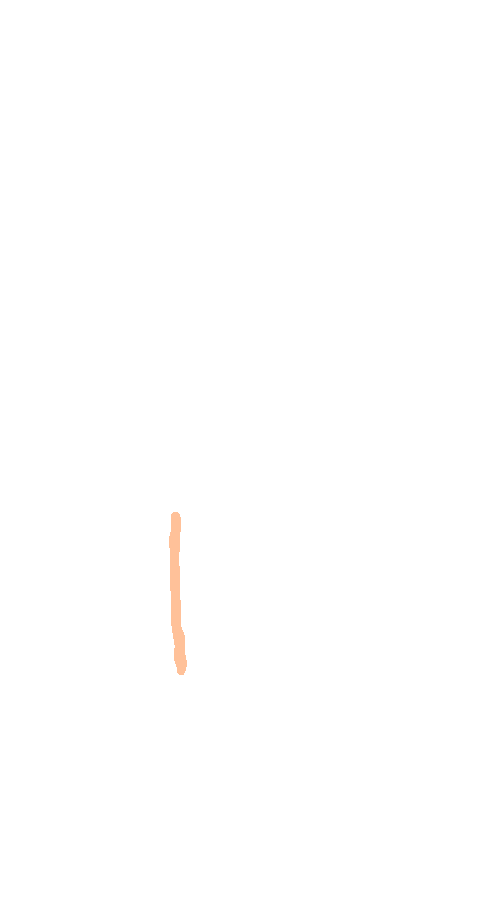 Gracilis