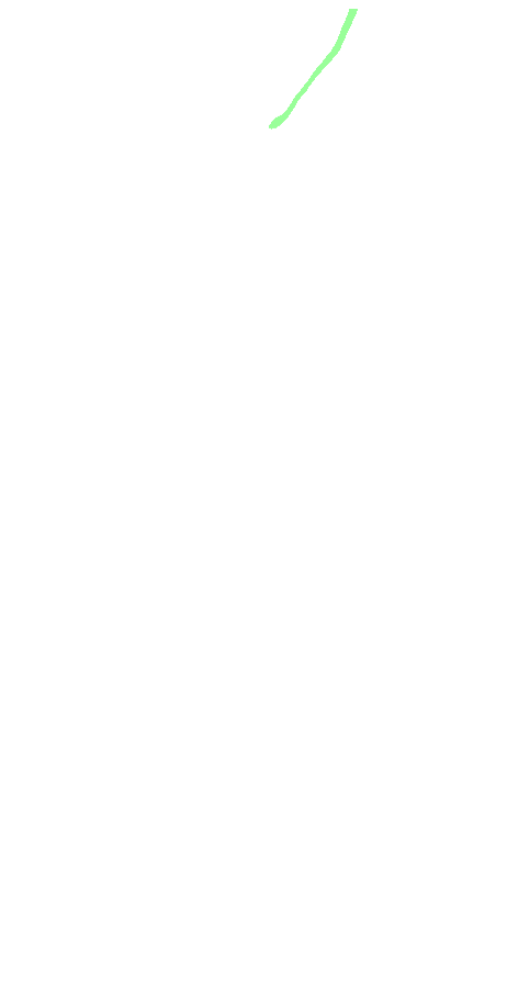 Adductor Magnus