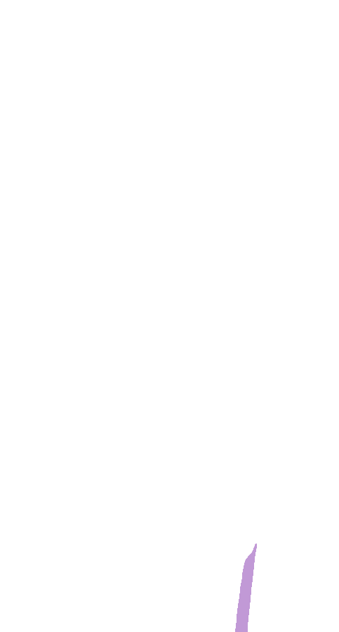 Peroneus Brevis