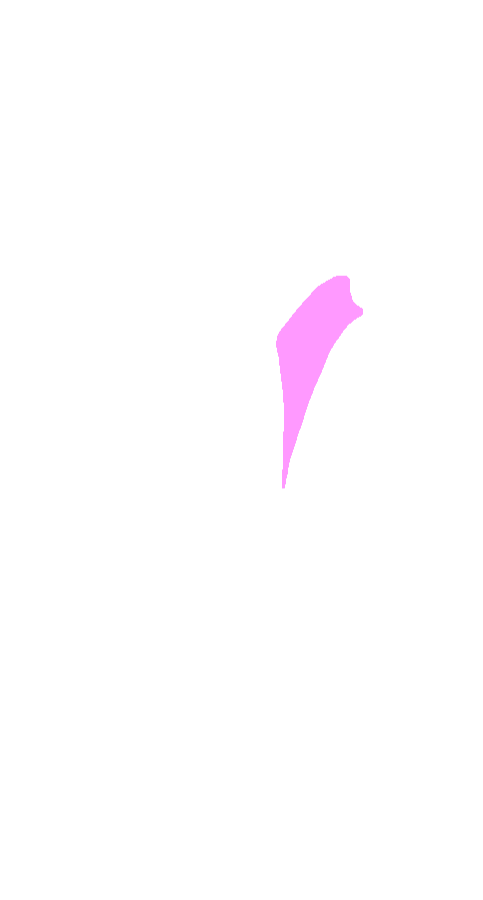 Popliteus
