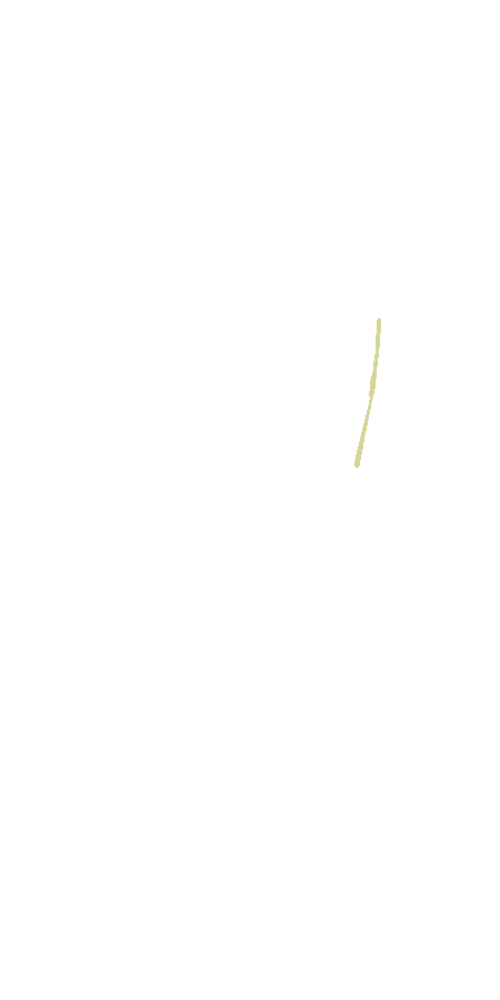 Adductor Brevis