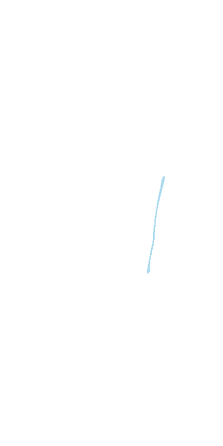 Adductor Longus