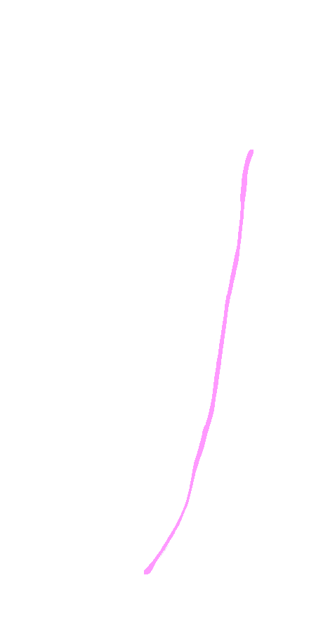 Adductor Magnus