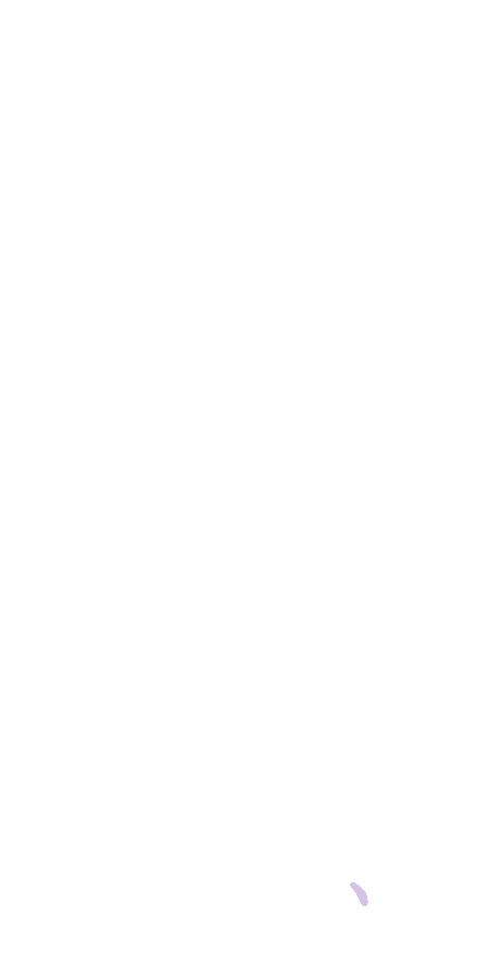 Gastrocnemius Lateral Head