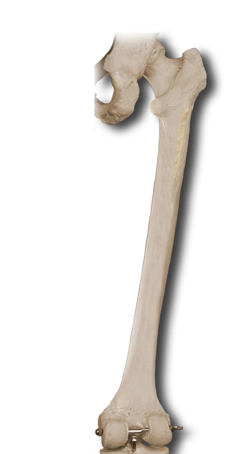 Posterior Thigh