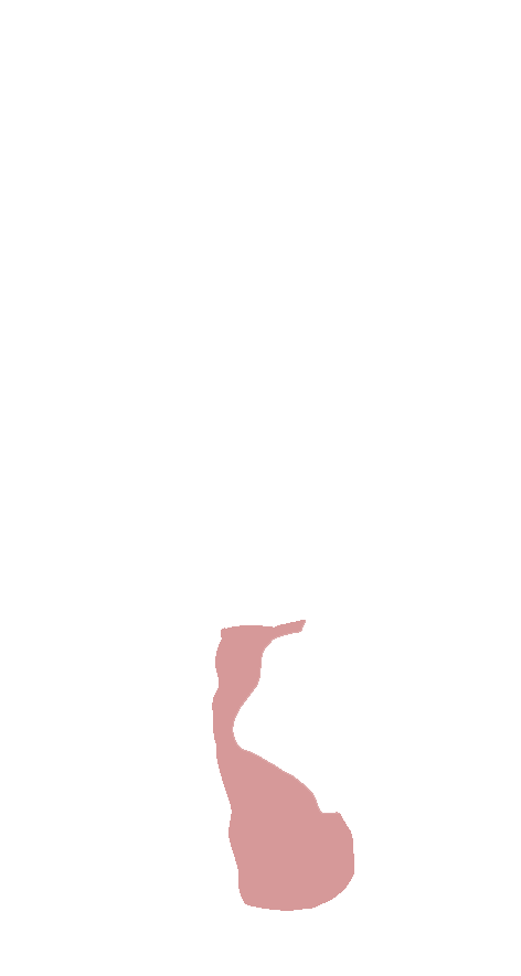 Calcaneus