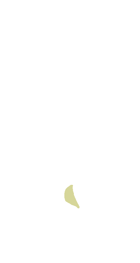 Lateral Process