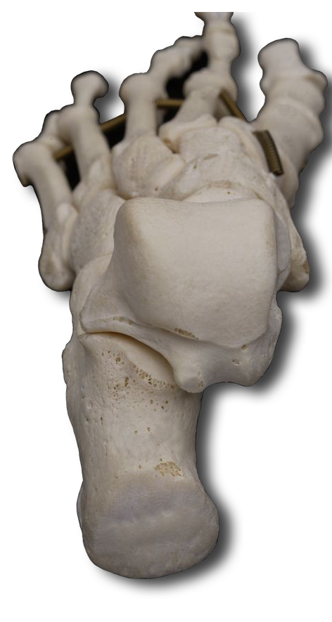 Posterior