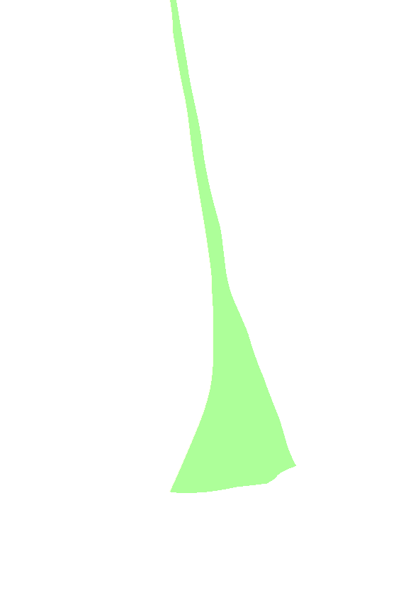 Anterior Border