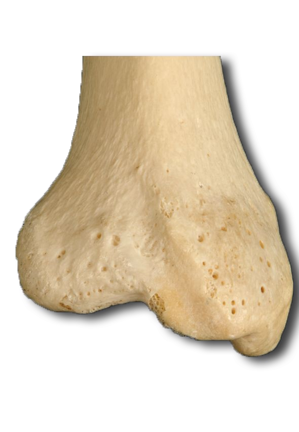 Distal Posterior