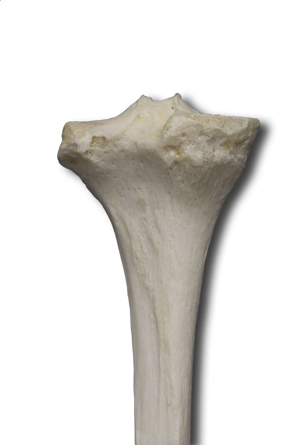 Proximal Posterior