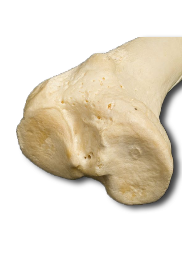 Proximal Superior
