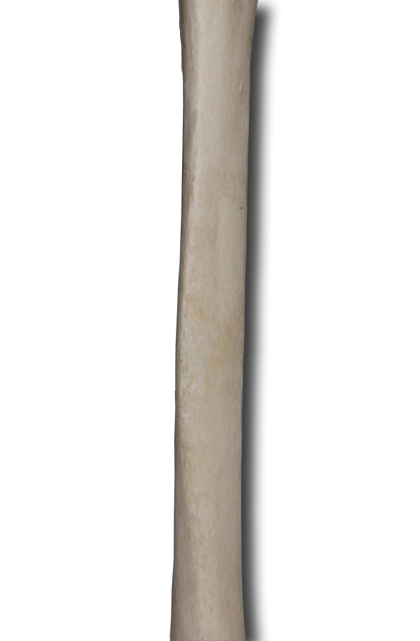 Anterior Shaft