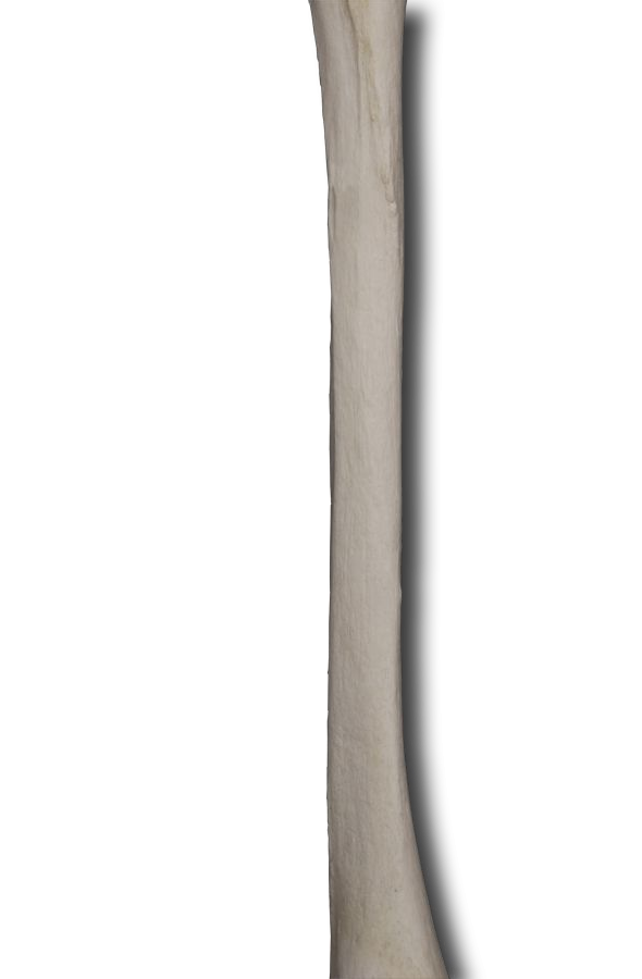 Posterior Shaft