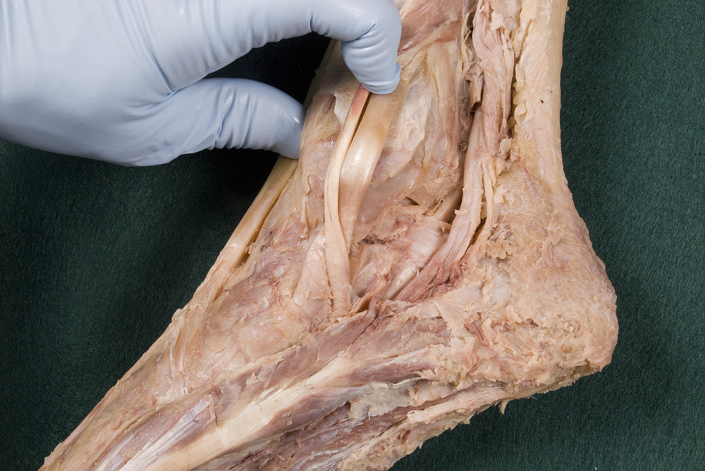 Medial Ankle
