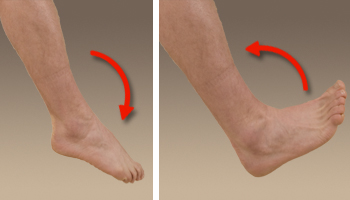 Lower Extremities Movements