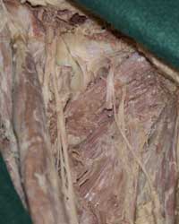 Deep Medial Thigh