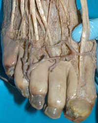 Dorsal Foot Tendons