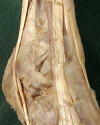 Anterior Ankle