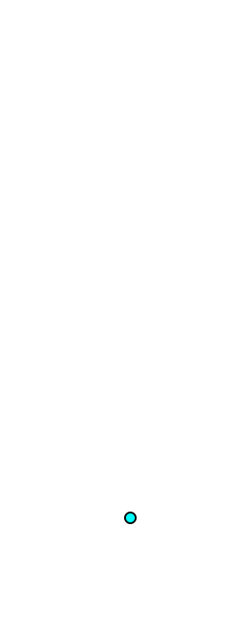 Patella