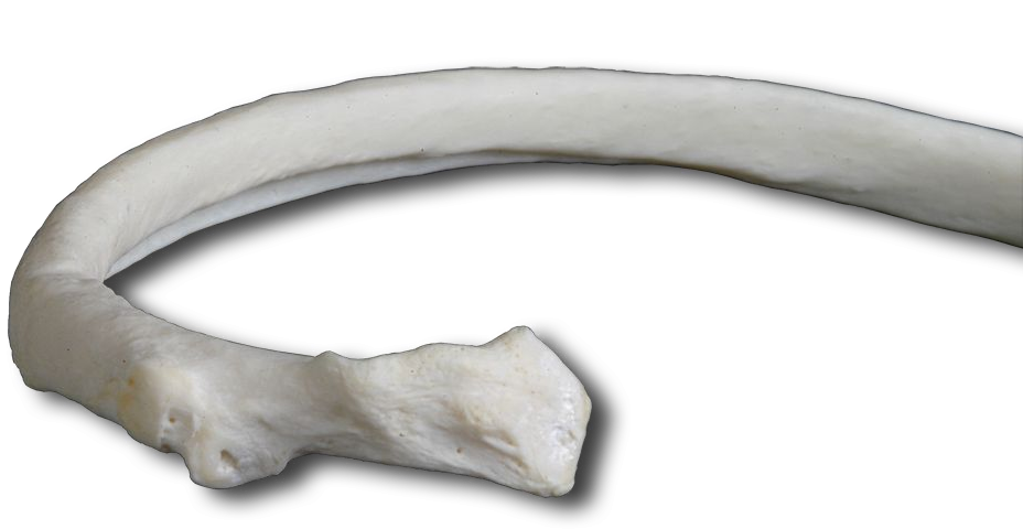 Posterior