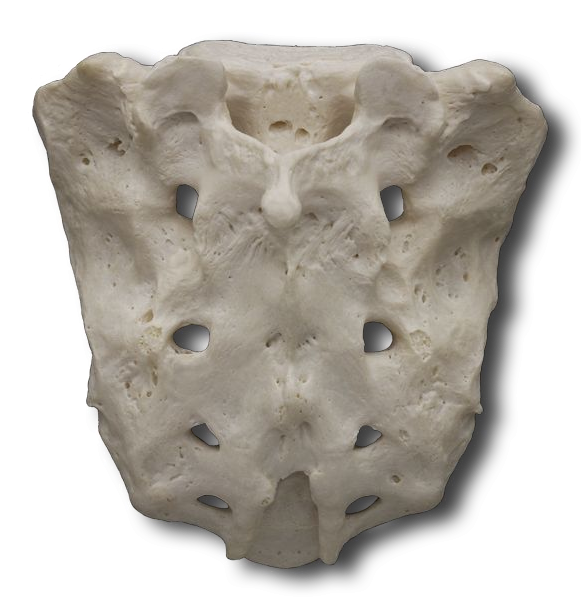Dorsal/Posterior Surface of the Sacrum