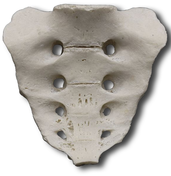 Ventral/Pelvic Surface of the Sacrum