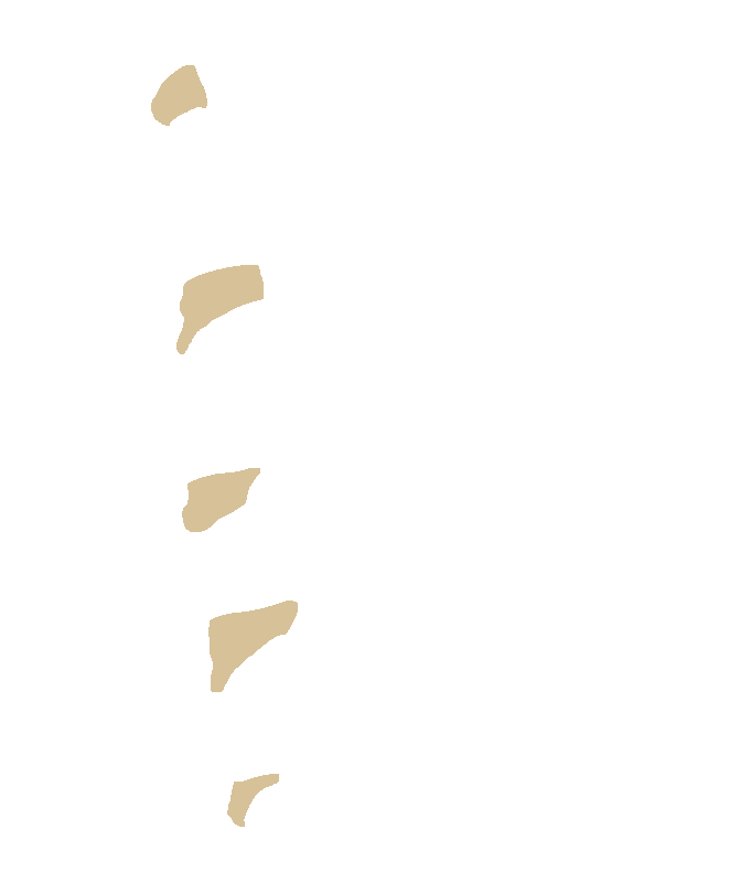 Inferior Articular Processes