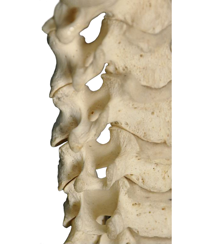 Anterior Cervical Spine