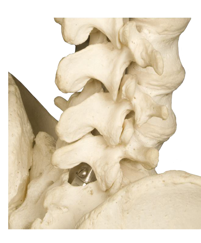 Lumbar Spine