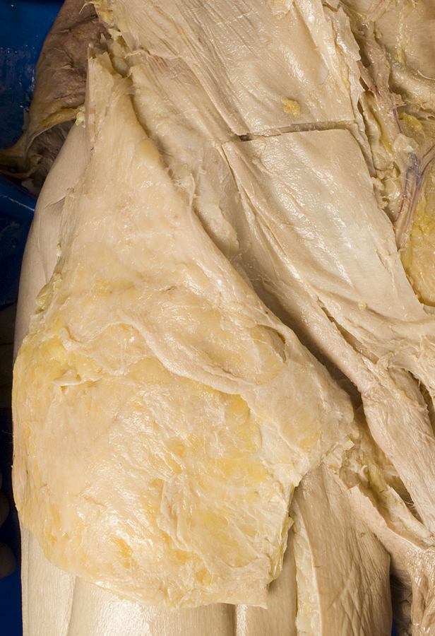 Scarpa's Superficial Fascia