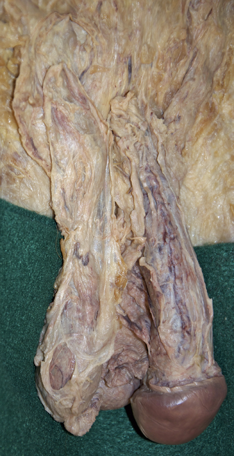 External Spermatic Fascia