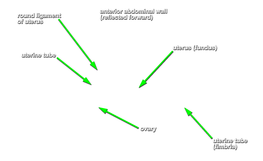 Doigtier gynécologique en polyéthylène - AROM-COT® - Utah Medical