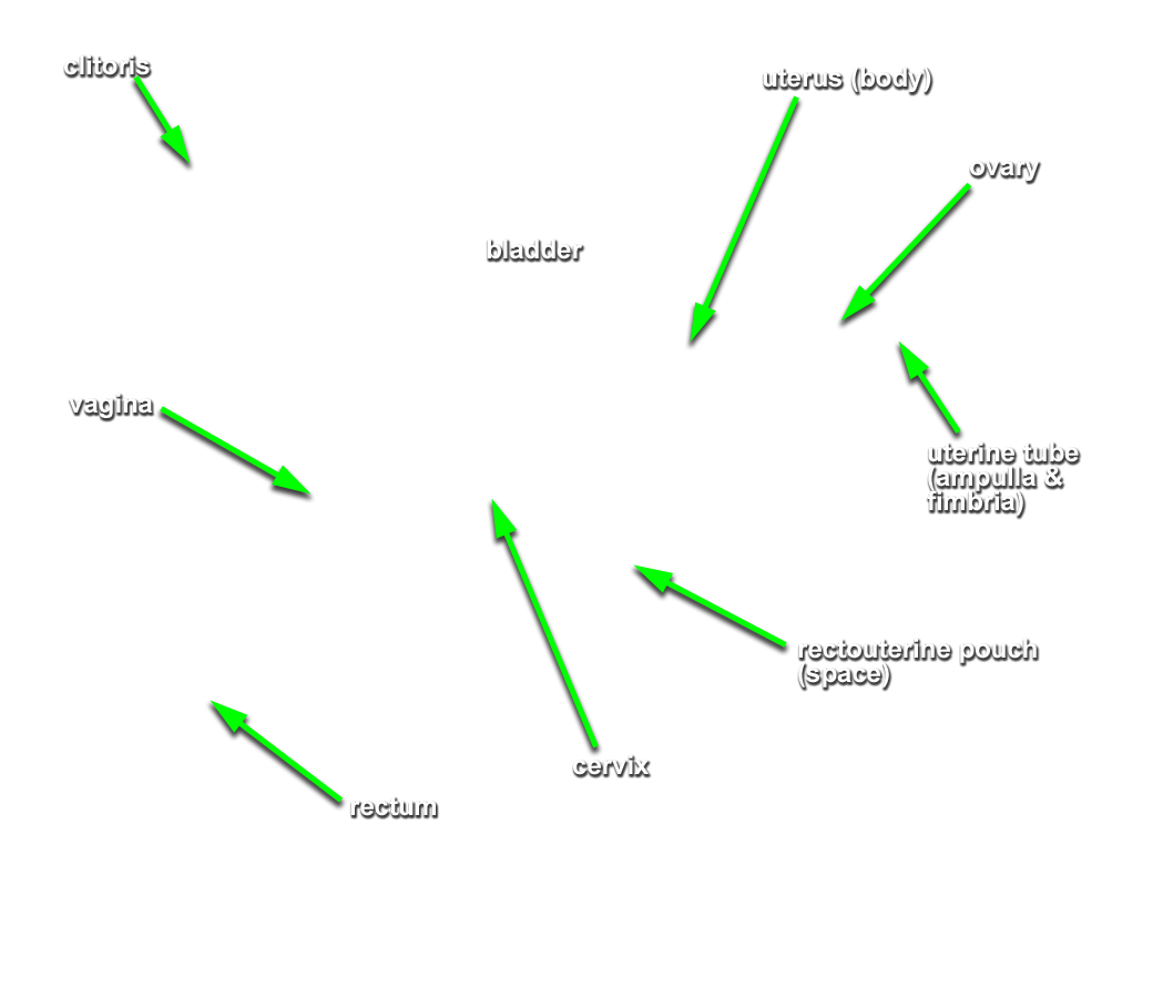 Doigtier gynécologique en polyéthylène - AROM-COT® - Utah Medical