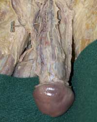 Dorsal Penis