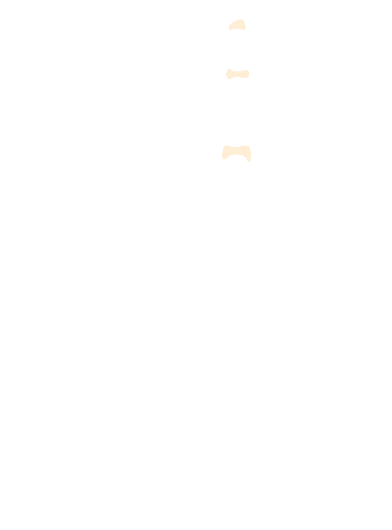 Head