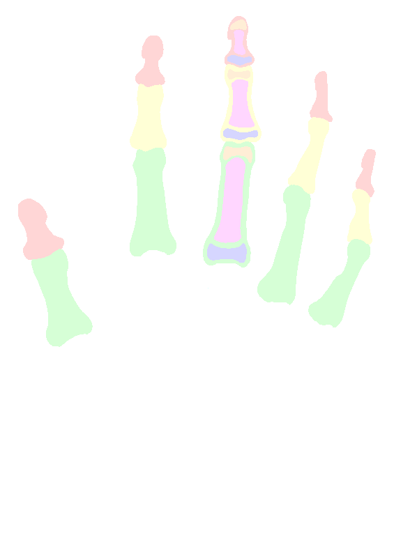 Phalanges