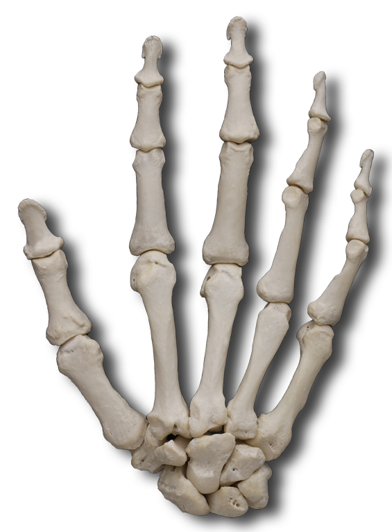 Dorsal Hand