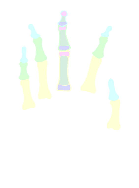 Phalanges