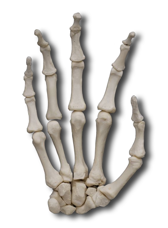 Palmar Hand