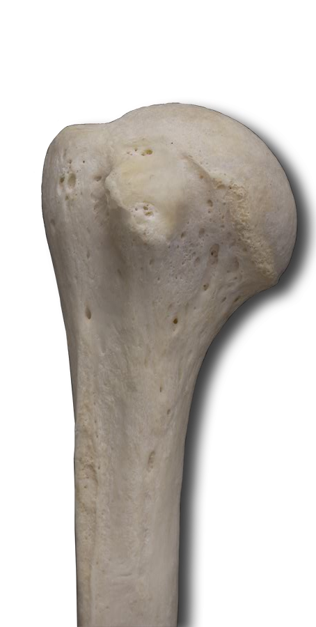 Anterior Proximal Humerus