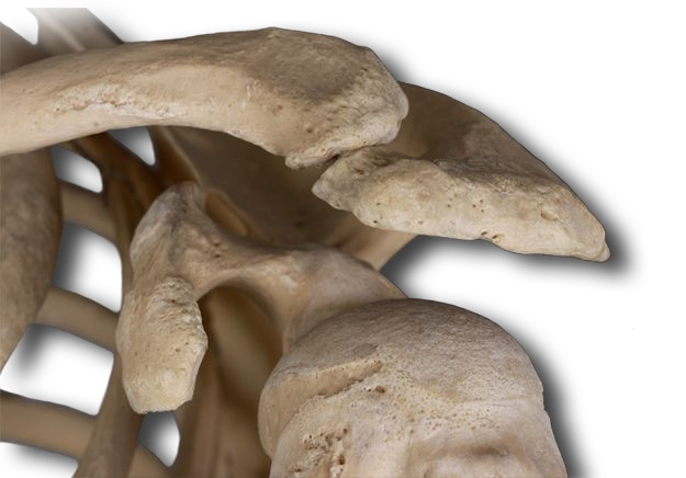 Anterior Shoulder Ligaments