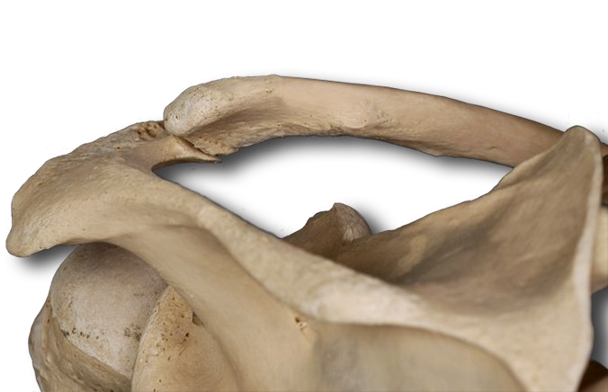 Posterior Shoulder Ligaments
