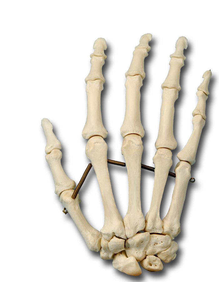 Muscle Attachments of the Dorsal Hand